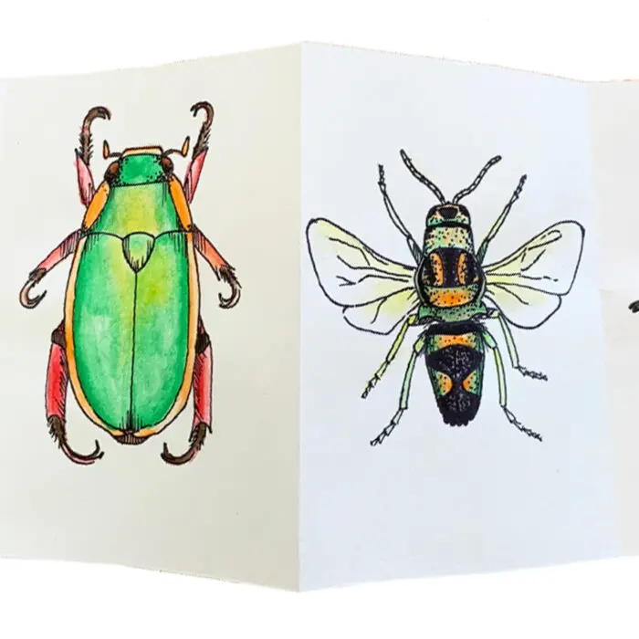 Bug Watercolour Drawing from Bugs and Beetles Lesson for Grade 5-6