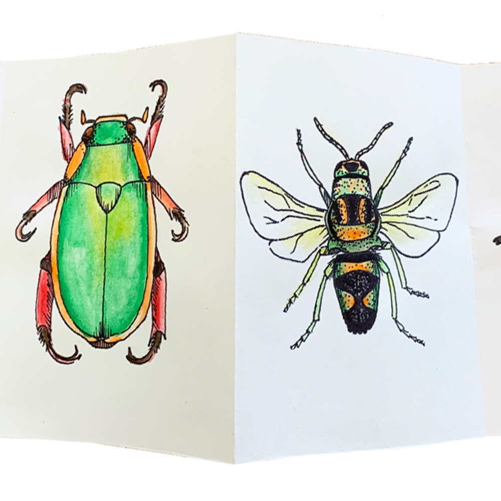 Bug Watercolour Drawing from Bugs and Beetles Lesson for Grade 5-6